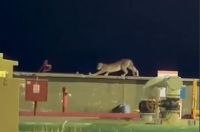 Un puma sorprendió a petroleros en Rincón de los Sauces