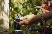 Vendimia Neuquina 2026: este sábado hay Expo Vino en el casino