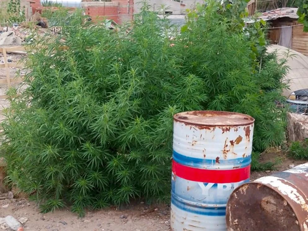 Allanamientos en Neuquén y Centenario: Secyuestran plantas de marihuana de más de dos metros