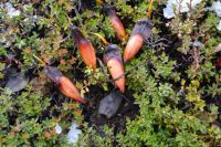 Arranca este sábado la temporada de recolección de piñones en Neuquén