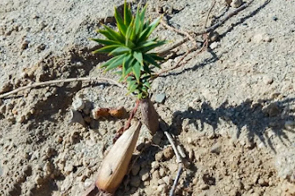 Arranca este sábado la temporada de recolección de piñones en Neuquén