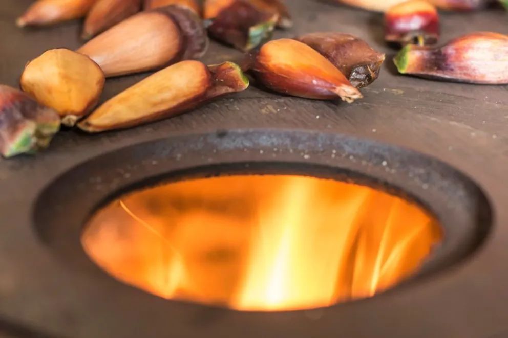 Arranca este sábado la temporada de recolección de piñones en Neuquén