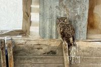 Centenario: La Policía secuestró vehículos, un chaleco antibala y rescató un búho 