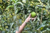 Nueva línea crediticia del BPN para el sector frutícola