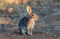 Actualizan el mapa de distribución del conejo europeo en Neuquén