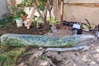  Centenario: la policía secuestró municiones, drogas y un auto 