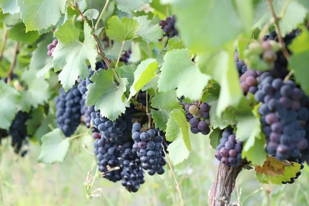 Las primeras viñas neuquinas, un legado de la Cordillera al Vaticano