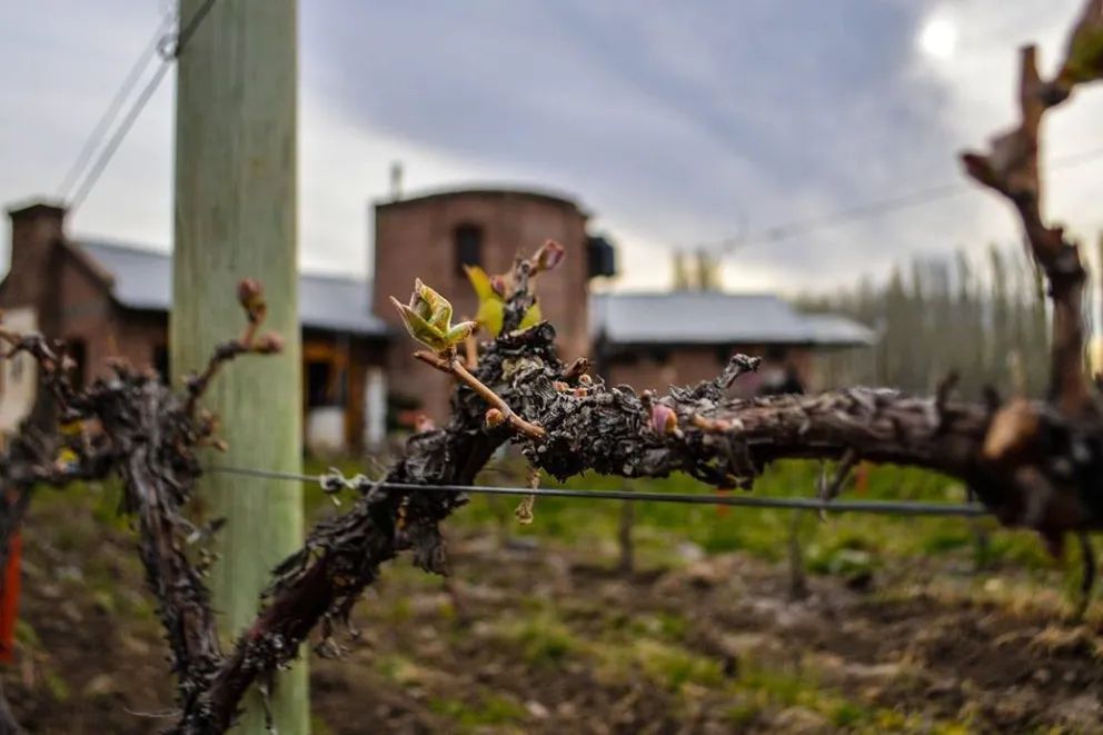 Las primeras viñas neuquinas, un legado de la Cordillera al Vaticano