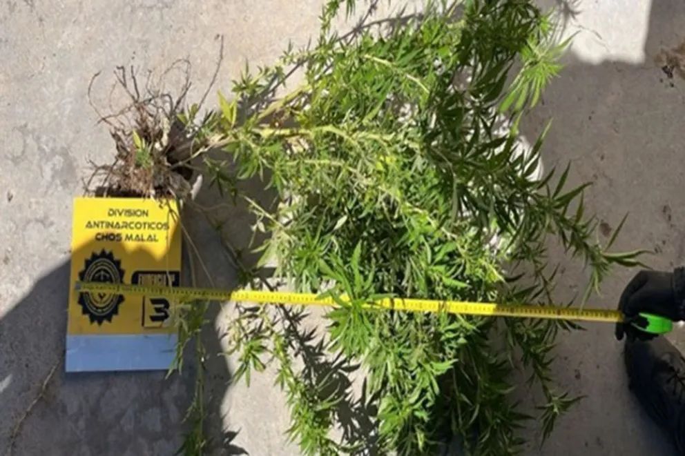 Desbaratan plantación clandestina de cannabis en Andacollo