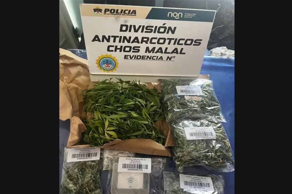 Desbaratan plantación clandestina de cannabis en Andacollo