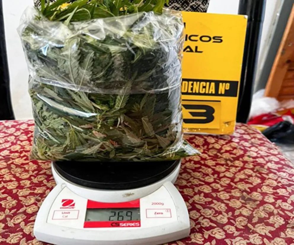 Desbaratan plantación clandestina de cannabis en Andacollo