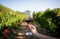 Fincas del Limay, la bodega boutique en constante crecimiento