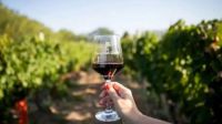 Fincas del Limay apuesta al enoturismo y al crecimiento productivo en la vendimia neuquina 2026
