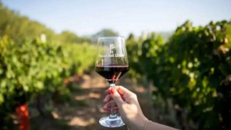 Fincas del Limay apuesta al enoturismo y al crecimiento productivo en ...