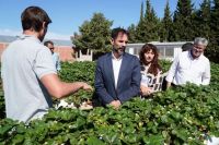 La producción hidropónica de frutilla se abre camino en Plaza Huincul