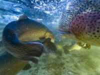 La trucha de Aluminé: identidad, trazabilidad y calidad