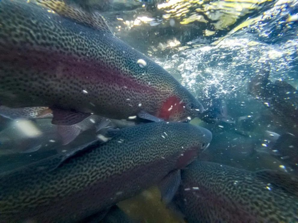 La trucha de Aluminé: identidad, trazabilidad y calidad