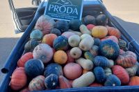 Internos del Complejo Penitenciario V de Senillosa donaron 800 kilos de zapallos a Cáritas