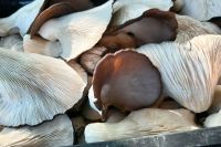 Se vienen nuevos cursos sobre cultivo de hongos comestibles