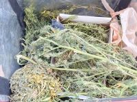 Secuestran cannabis en una vivienda donde había cuatro menores