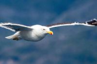 El cielo también tiene identidad