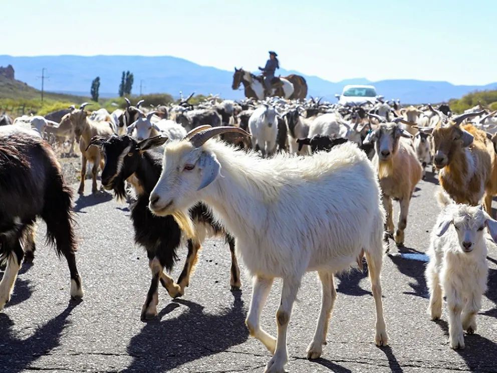 Se conmemoró el Día Provincial de la Identidad Neuquina