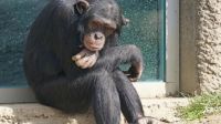Toti, el chimpancé que conmovió al mundo, podrá viajar a un santuario en Inglaterra por orden judicial