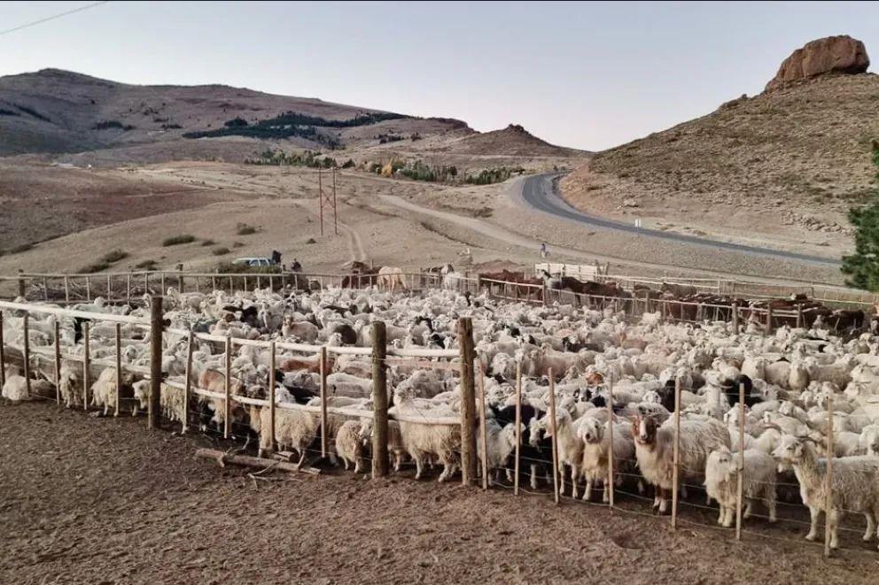 Huinganco suma una nueva obra para fortalecer la trashumancia