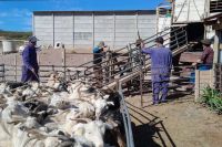 La Provincia cumple con su programa de refugos para aliviar a productores afectados