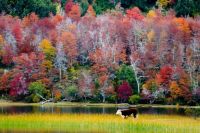 El otoño que pinta la Patagonia
