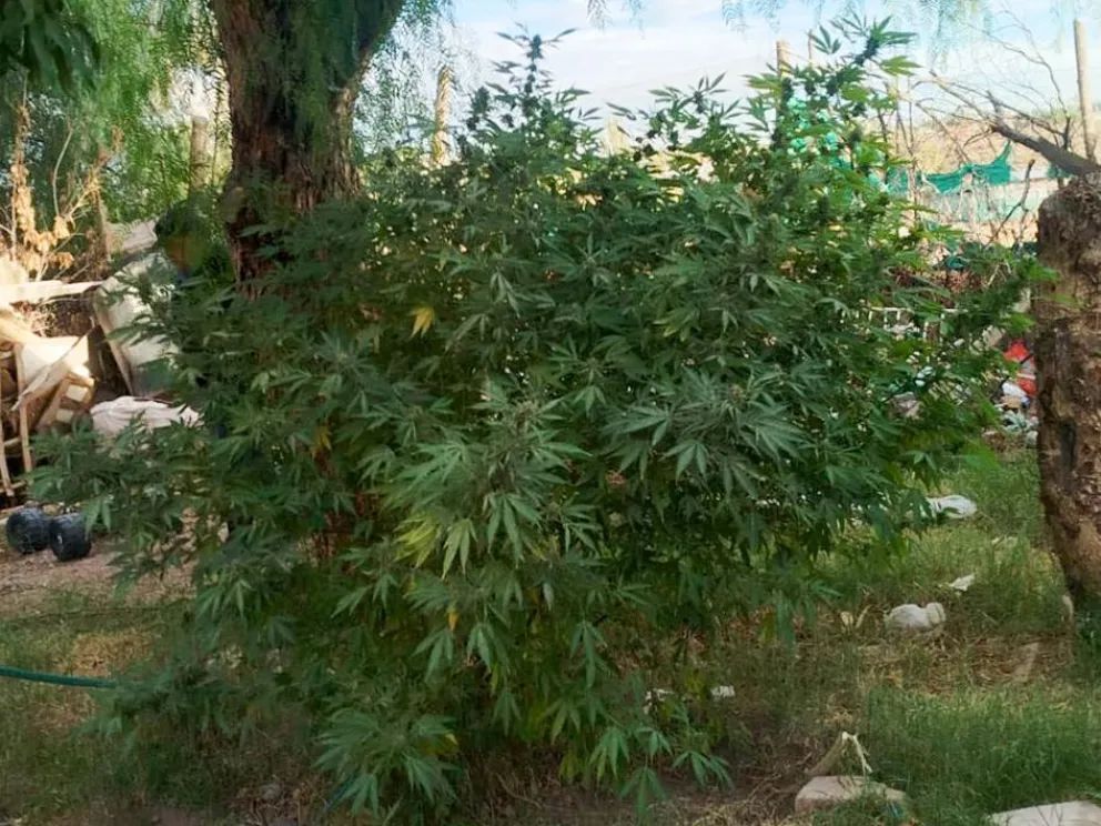 Secuestraron armas y drogas en varios allanamientos en Centenario