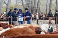 Remate en el norte neuquino: se viene la 5ª Feria de Invernada