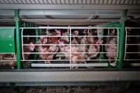 Denuncian abandono y maltrato animal tras el cierre de un laboratorio estatal