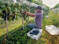 Una propuesta artesanal apuesta al vino con identidad y producción regenerativa
