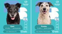 La tierna campaña mundialista para la adopción de perros que es furor en Salta