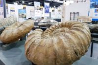 El museo de Zapala, donde las piedras también tienen memoria