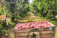 Financiamiento de BPN para la fruticultura: Provincia bonifica tasas a quienes certifiquen buenas prácticas