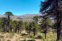 Provincia inicia el financiamiento para la conservación y recuperación de sus bosques nativos