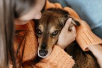 La curiosa relación entre nuestros genes y el deseo de tener un perro