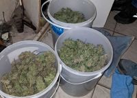 Allanamientos con siete demorados y más de cinco kilos de marihuana secuestrados