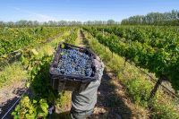 Bodega Schroeder celebra con una propuesta de enoturismo, sabores patrios y música en vivo