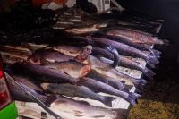Otro golpe a la pesca ilegal y la caza furtiva