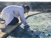 Realizan en Copahue estudios sobre microorganismos en las lagunas termales