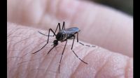 Fiebre chikungunya: se notificaron 160 nuevos casos