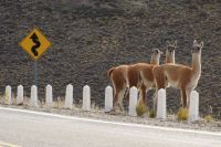 Intensifican controles para prevenir la presencia de animales sueltos en las rutas