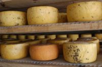 El queso tucumano que ahora tiene sello de origen y sueña con conquistar el mundo