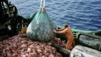 Denuncian que la pesca ilegal extrae hasta 3 millones de toneladas en aguas argentinas