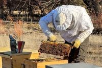 Con financiamiento y una red de apoyo, Tobías crece con su emprendimiento apícola en Aluminé