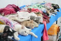 La jornada de castración fue un éxito en el quincho municipal de Parque Norte