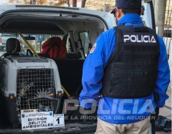 Rescataron a un perro víctima de maltrato animal en Melipal